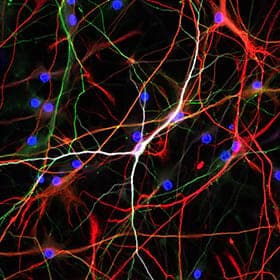 Neuronen und Astrozyten